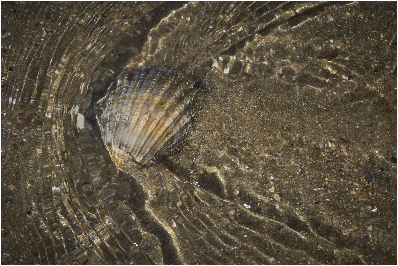 Cotentin47
