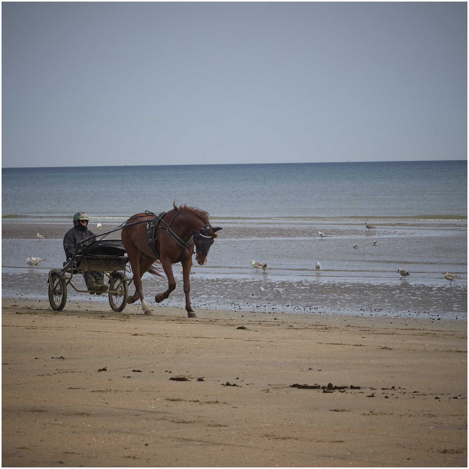 Cotentin55