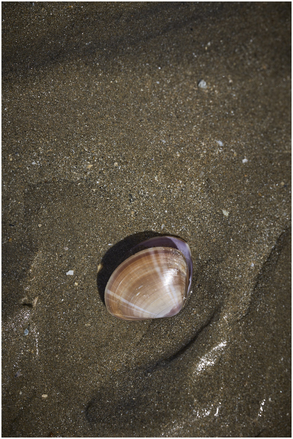 Cotentin61
