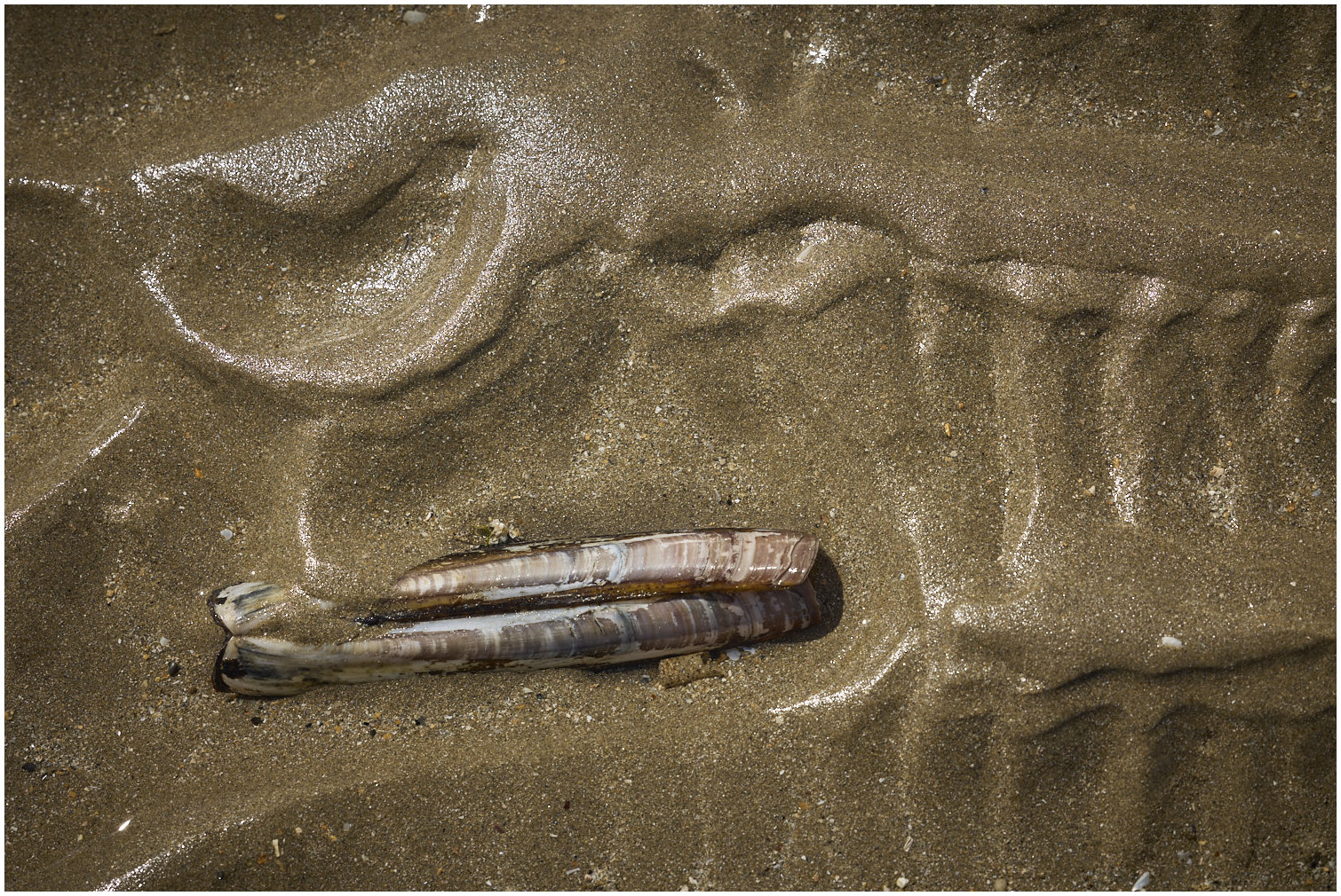 Cotentin63