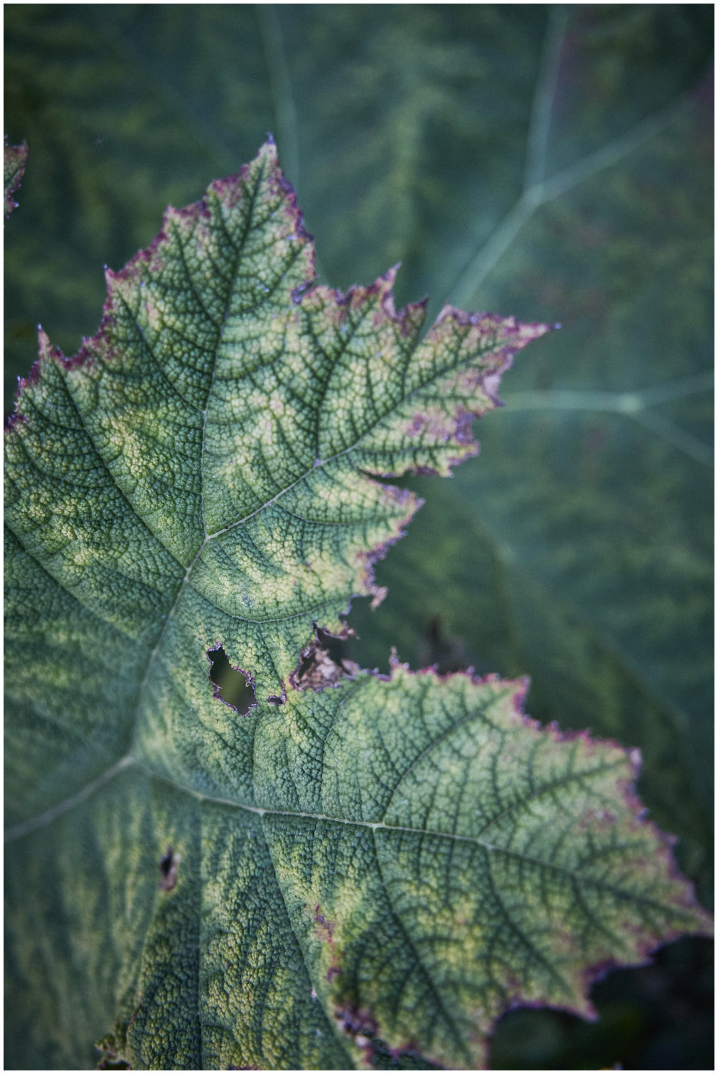Cotentin7